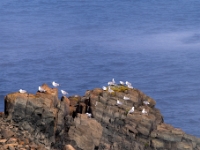 Cape Bonavista Lighthouse